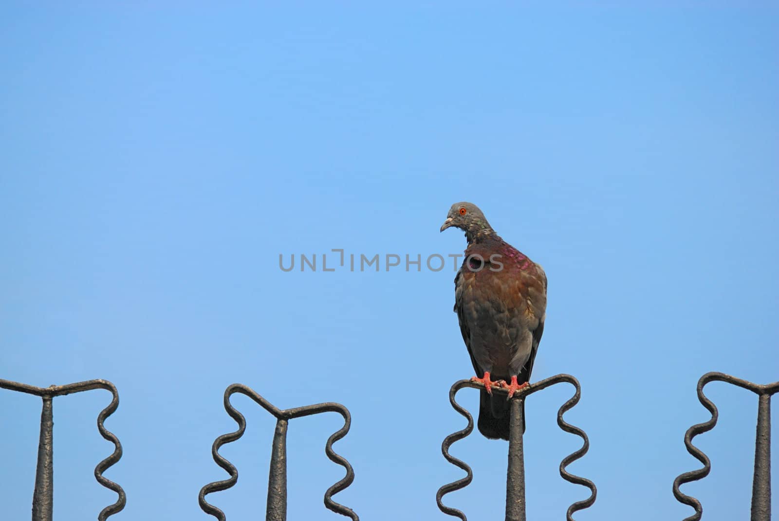 Lonely pigeon sits on fence by mahout