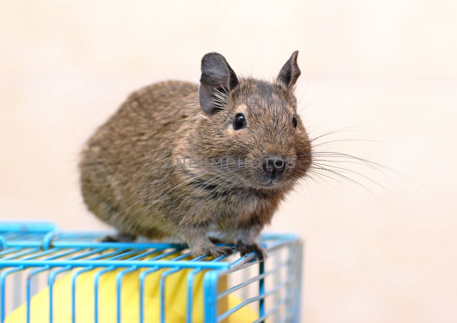 Chilean Degu sits on a cage