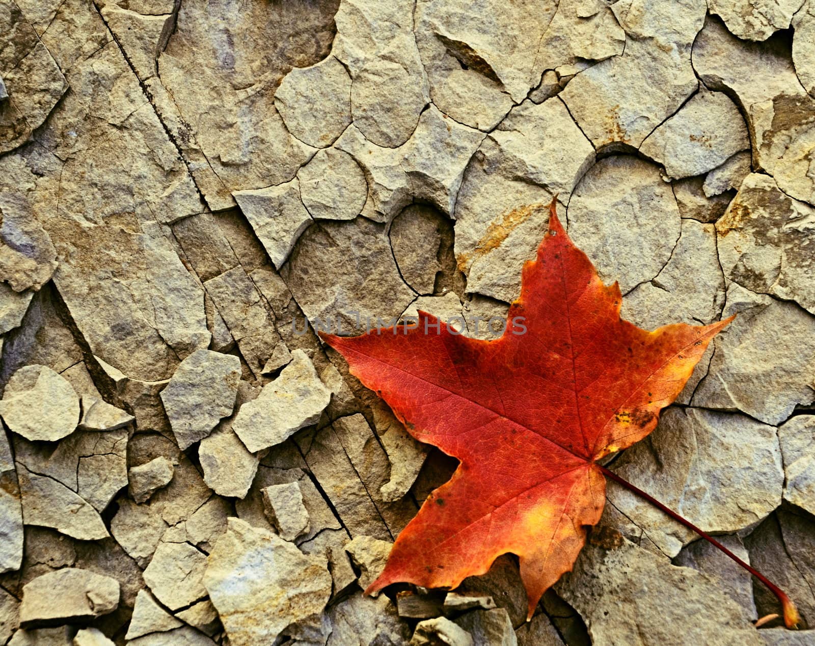 maple leaf on cracked stone by Ahojdoma
