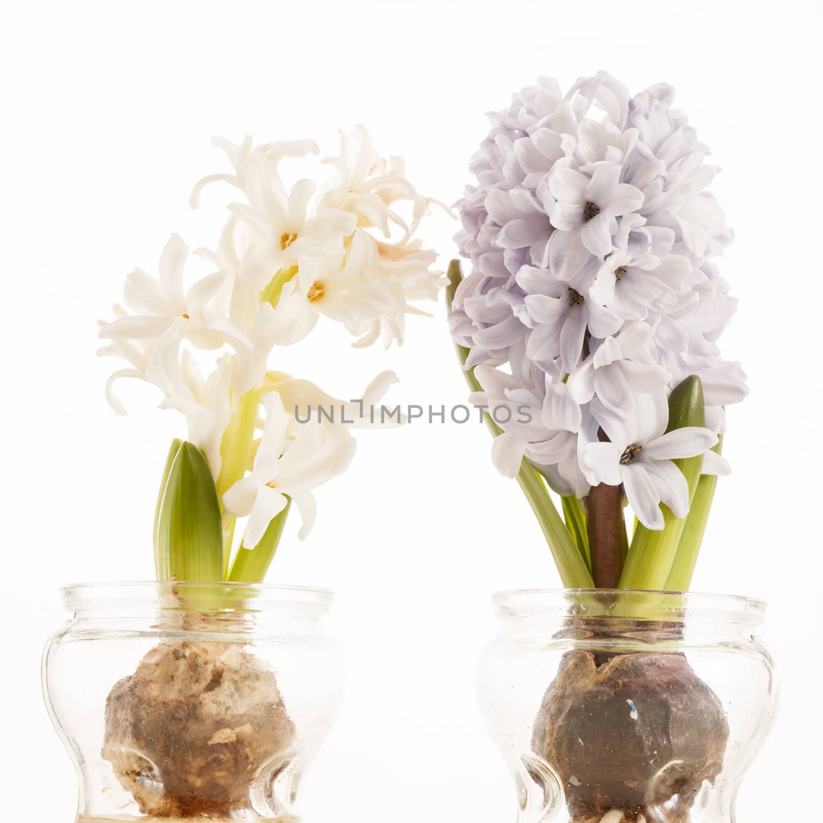 hyacinth by shebeko