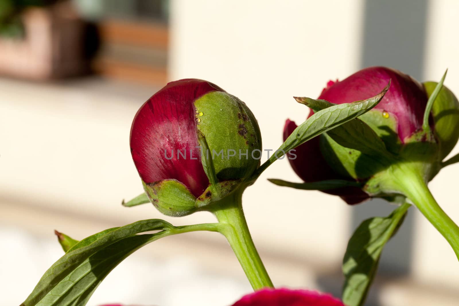 bud of peony flower
