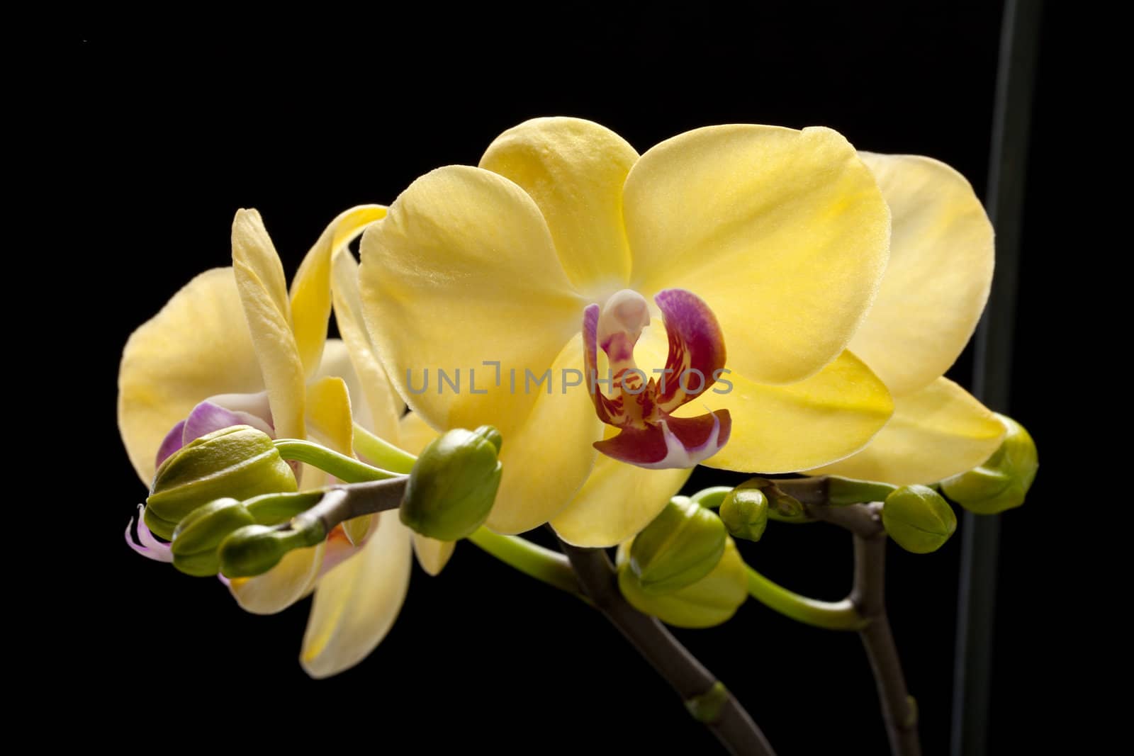 Yellow orchid isolated on black  background