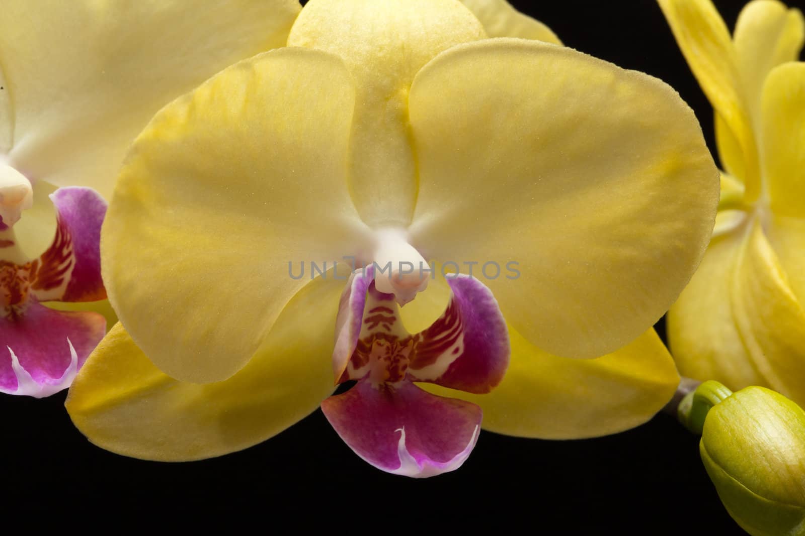 Yellow orchid isolated on black  background
