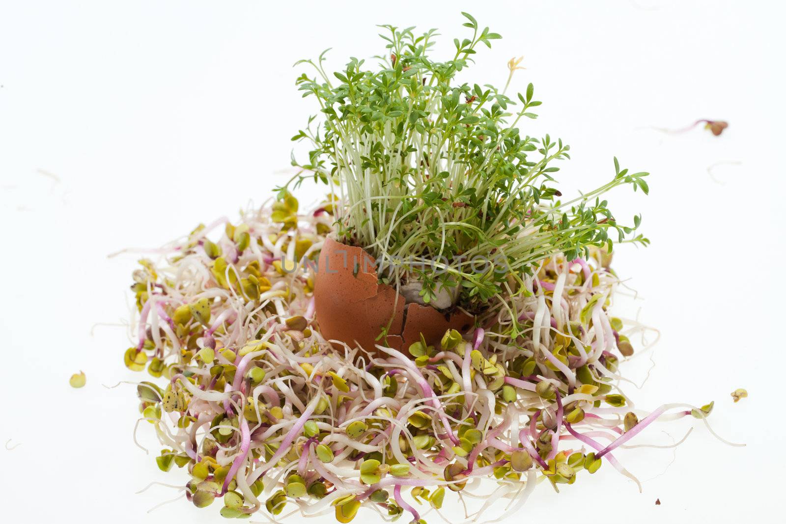 Fresh Alfalfa Sprouts and Spring Easter Egg