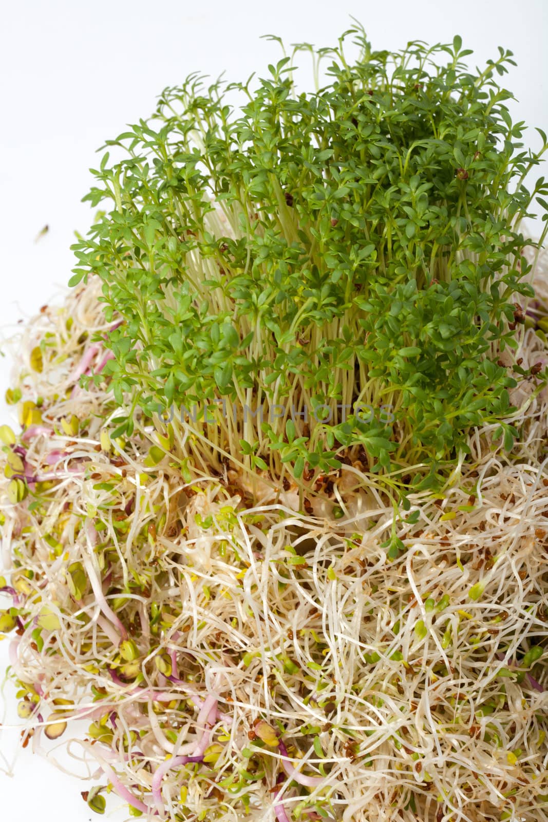 Fresh alfalfa sprouts and cress on white background 