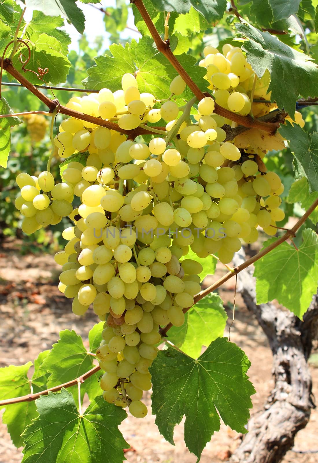 harvest of ripe juicy green grapes