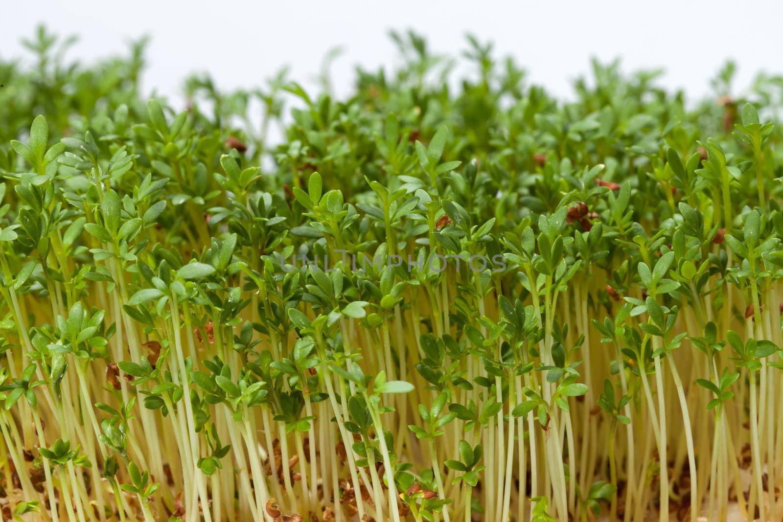 Cress seedlings isolated on white background