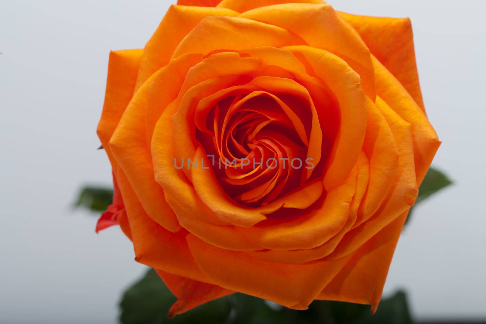 Close up image of single orange rose 
