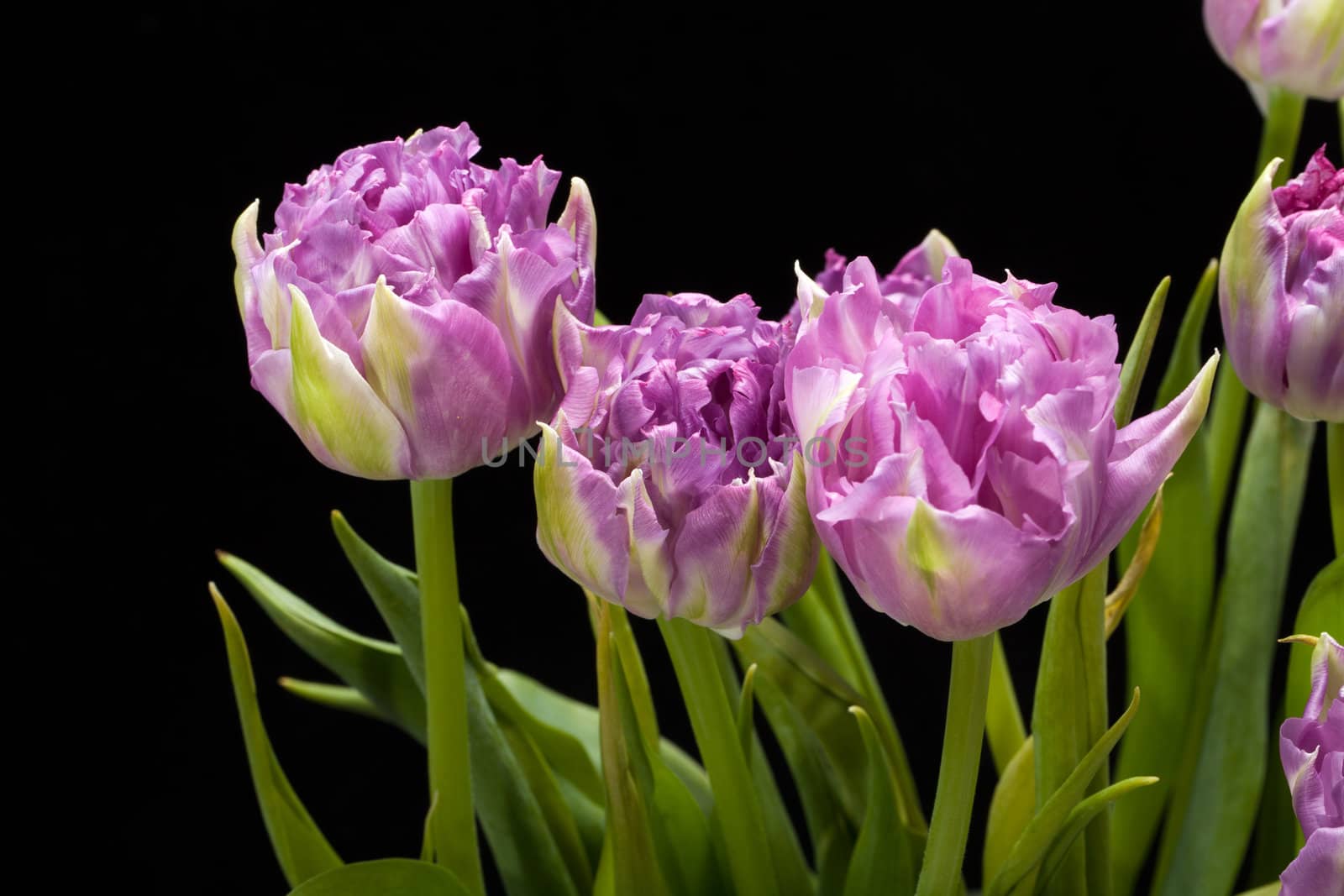beautiful   purple tulips crispa isolated over black