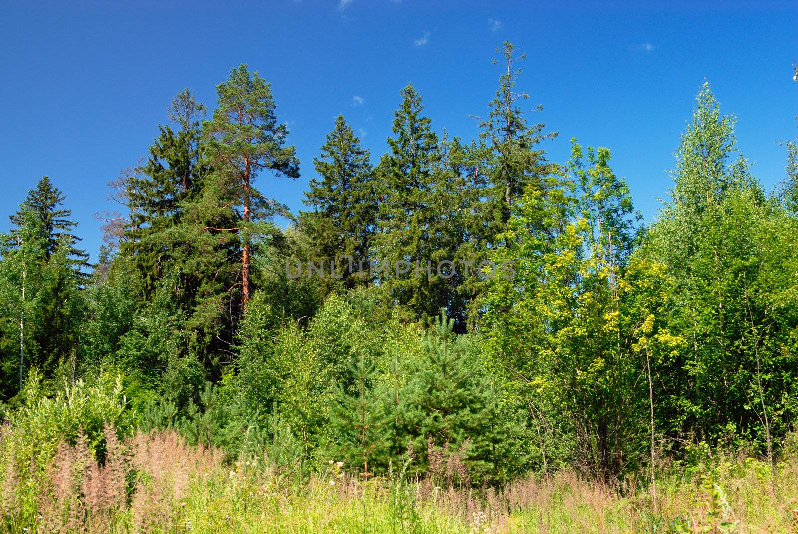 Summer forest by mahout