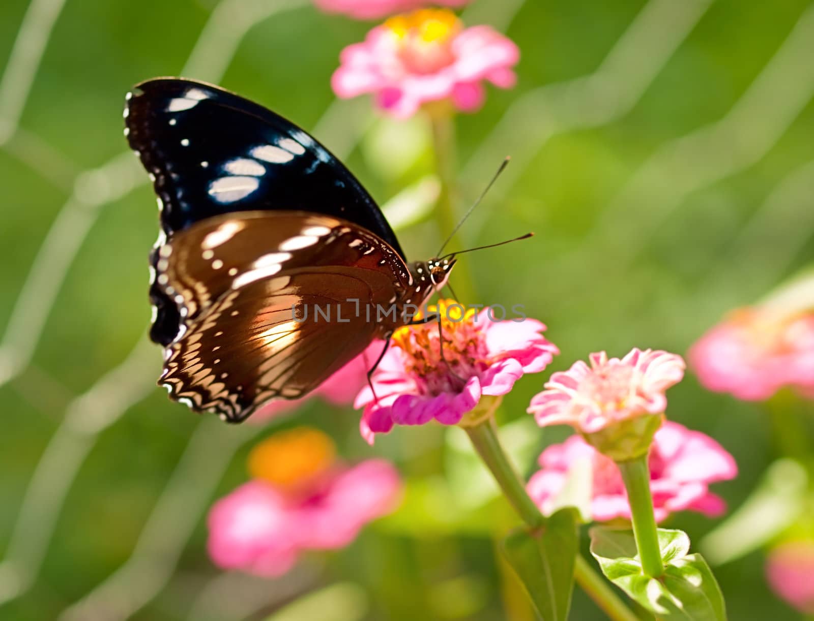 Australian wildlife living butterfly Common eggfly species live on a pink flower