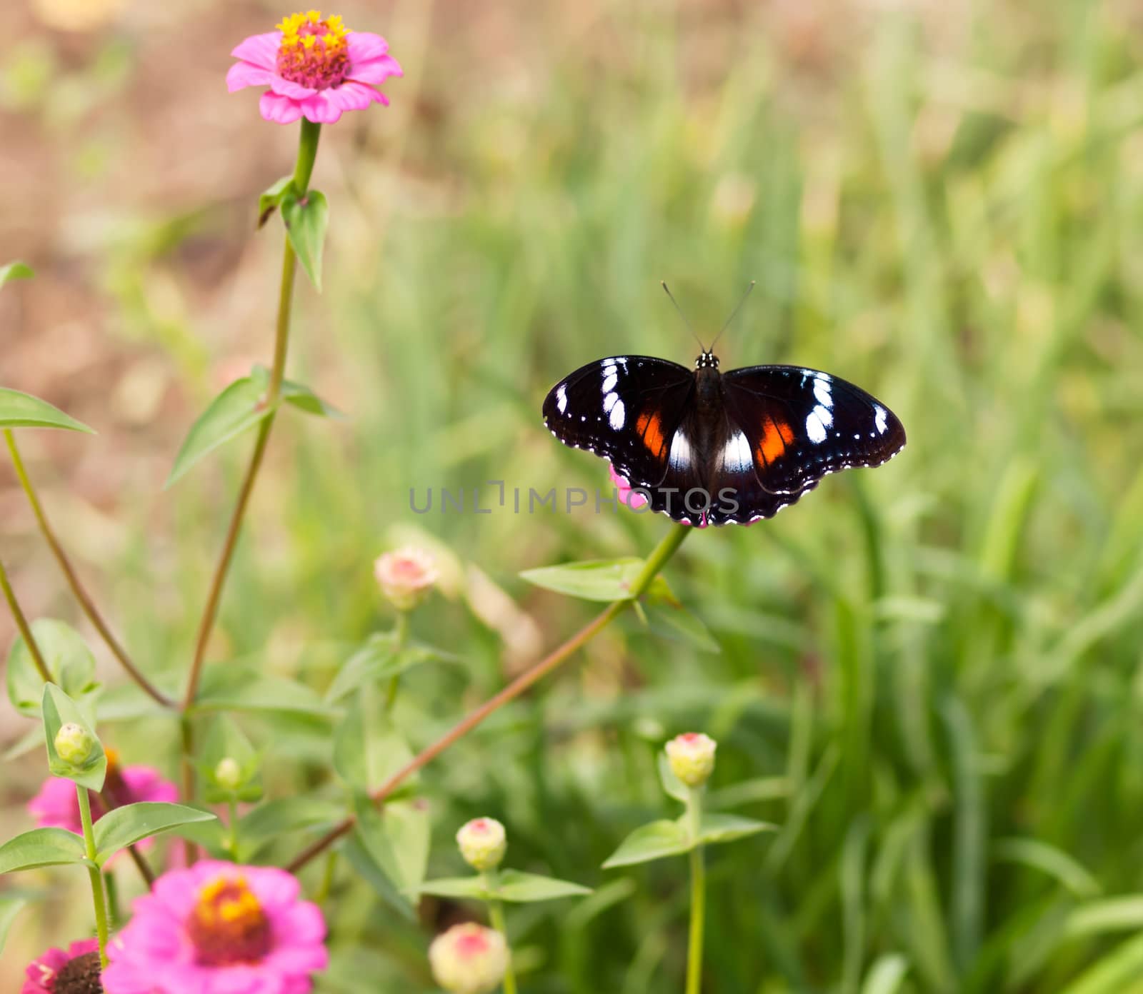 Common eggfly nymph Australian butterfly on pink flowers by sherj