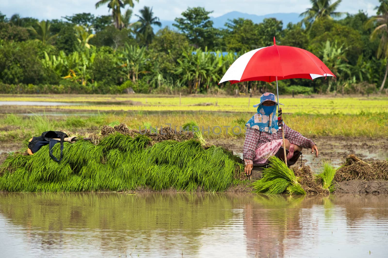 Farmers working planting rice in the paddy field by Yuri2012
