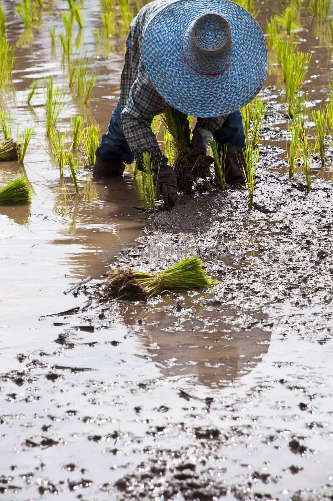 Farmers working planting rice in the paddy field by Yuri2012