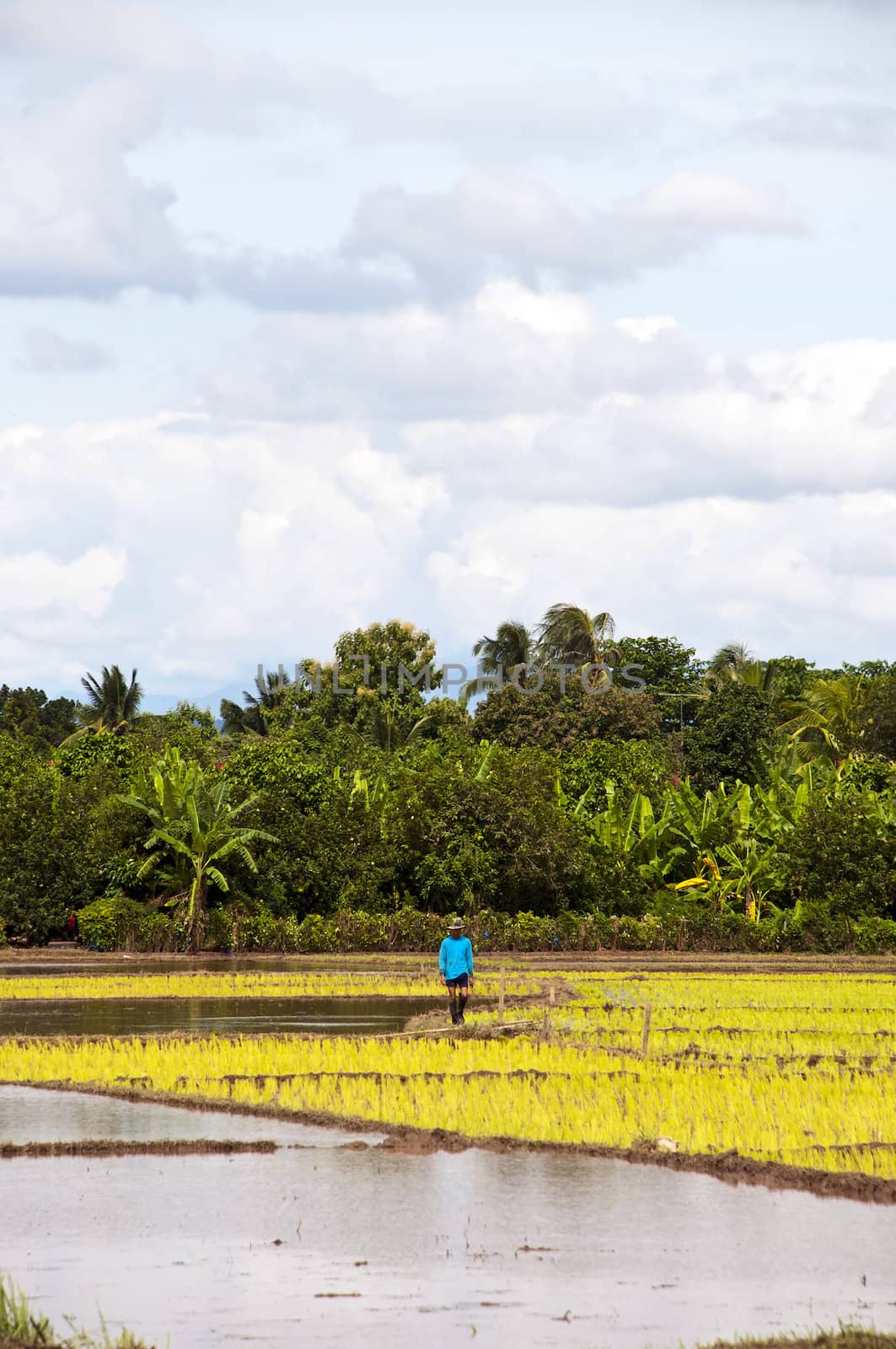 Farmers working planting rice in the paddy field by Yuri2012