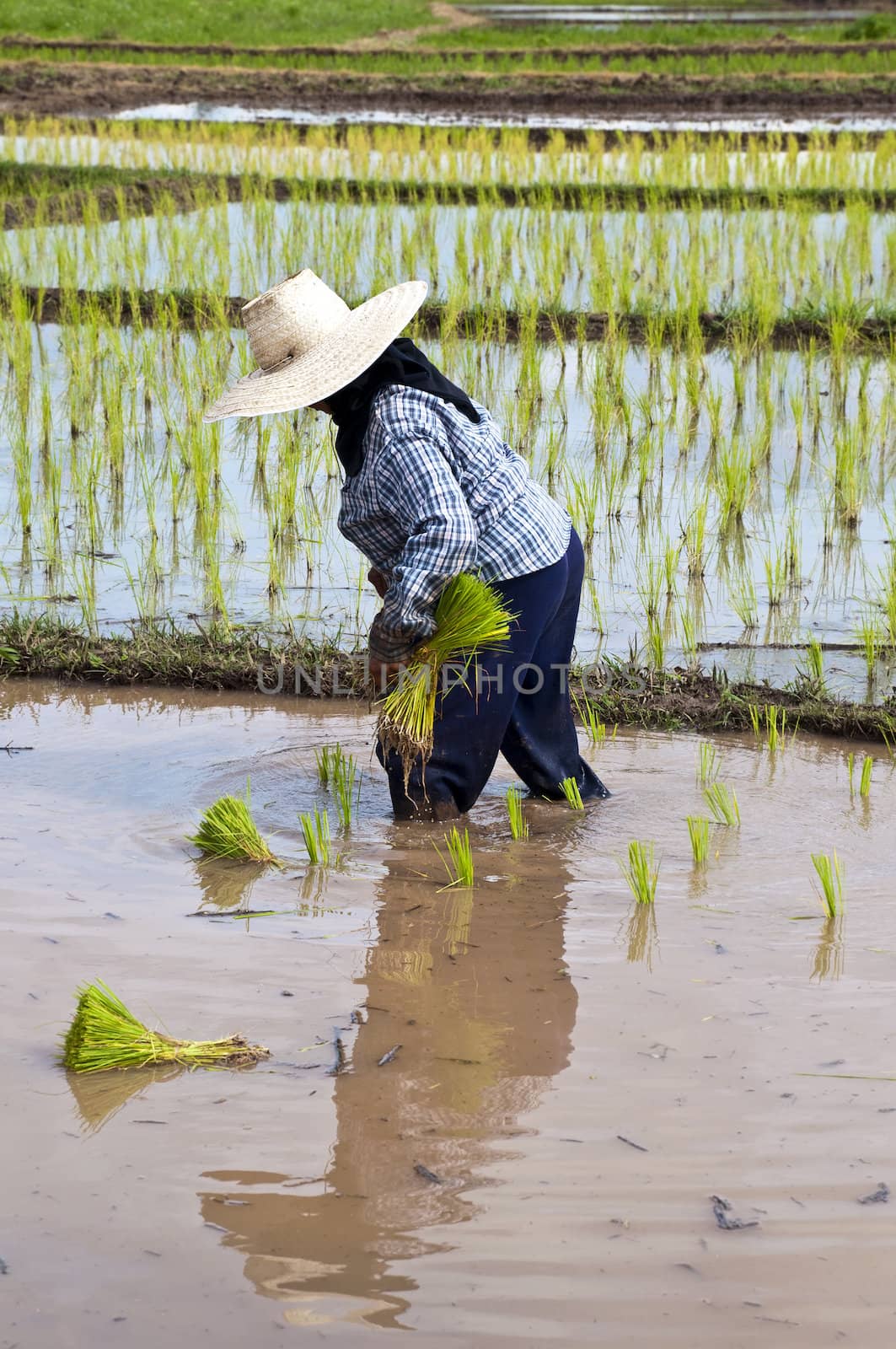 Farmers working planting rice in the paddy field by Yuri2012