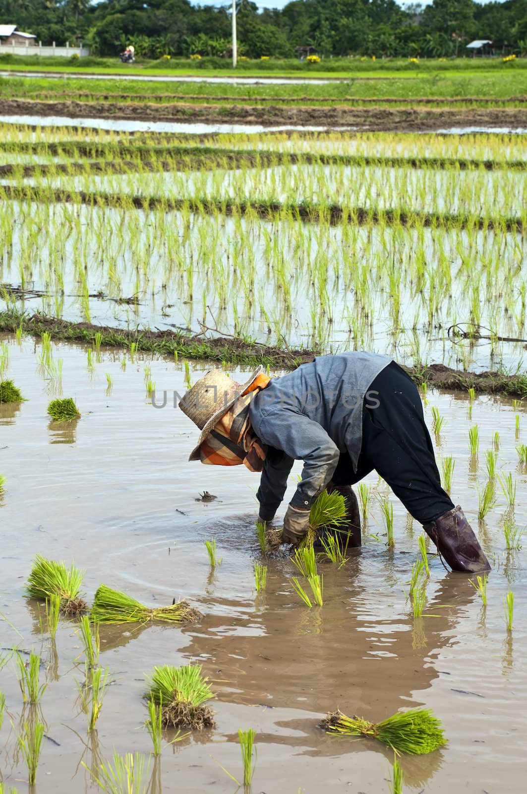 Farmers working planting rice in the paddy field