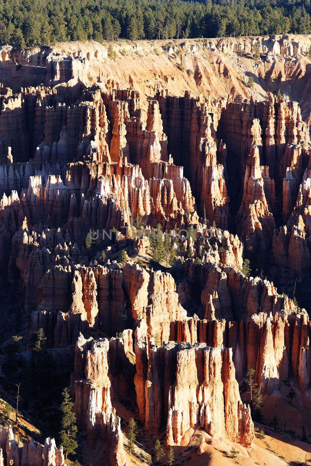 vertical view of Bryce Canyon National Park, Utah, USA 