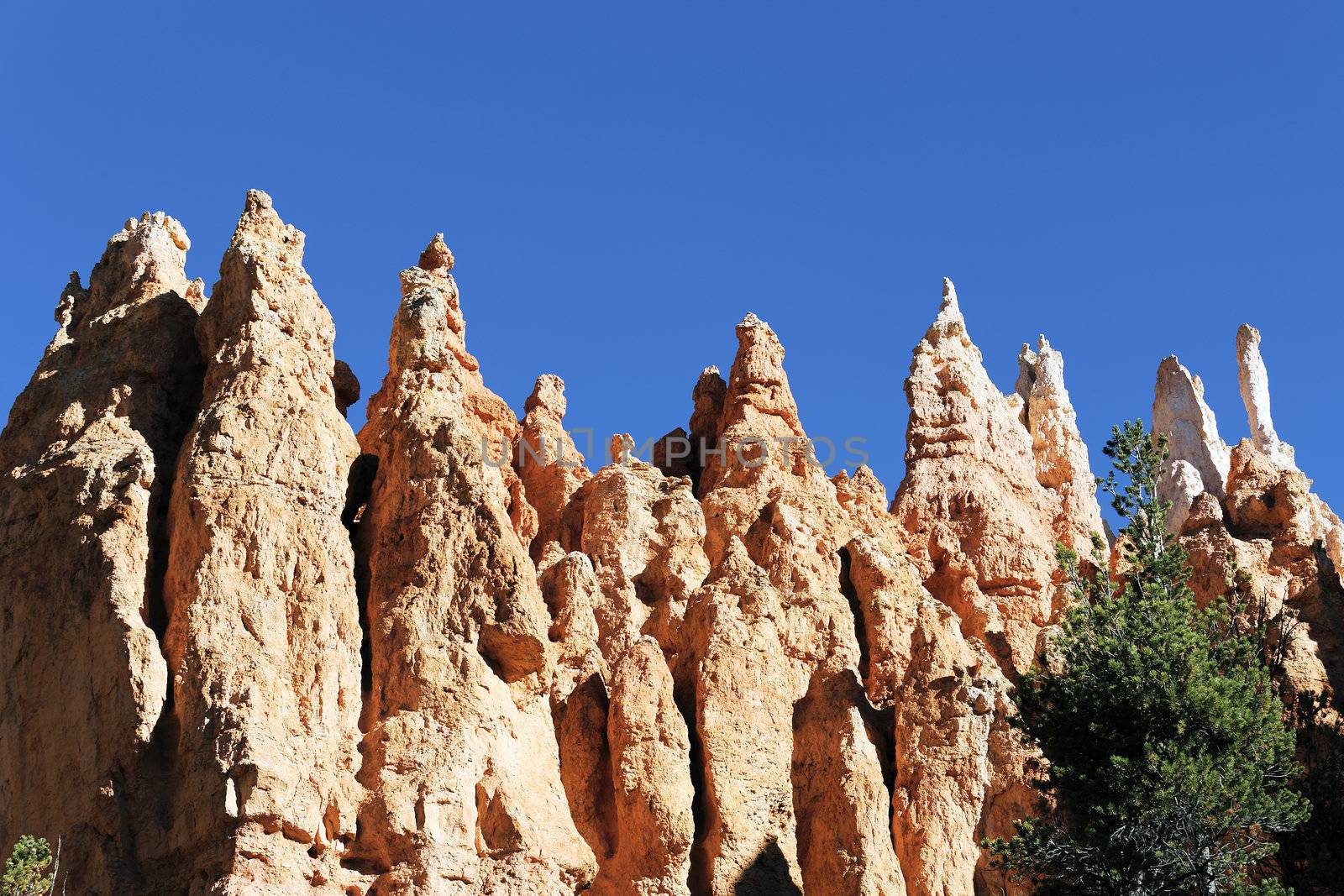 Hoodoo rock of Bryce Canyon, Utah, USA 