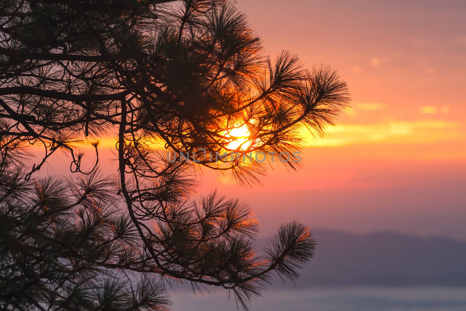 Sunset through pine branches by jame_j@homail.com