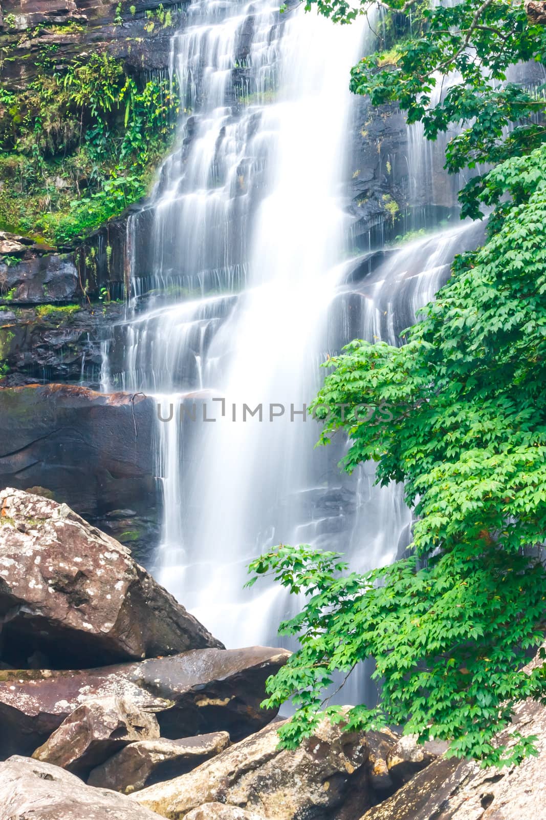 Beautiful waterfall and green maple tree by jame_j@homail.com