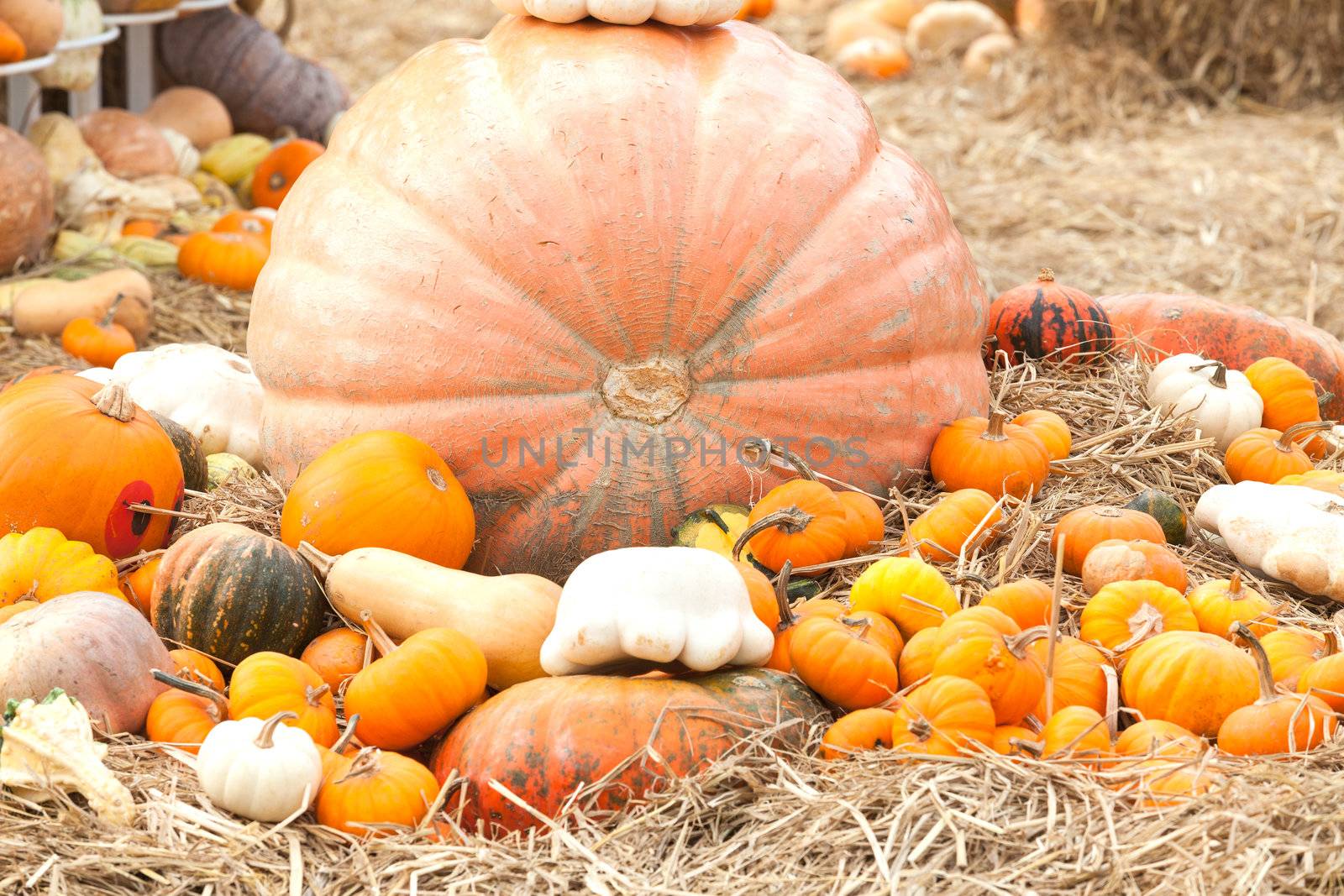 Pumpkins with different colours in the field