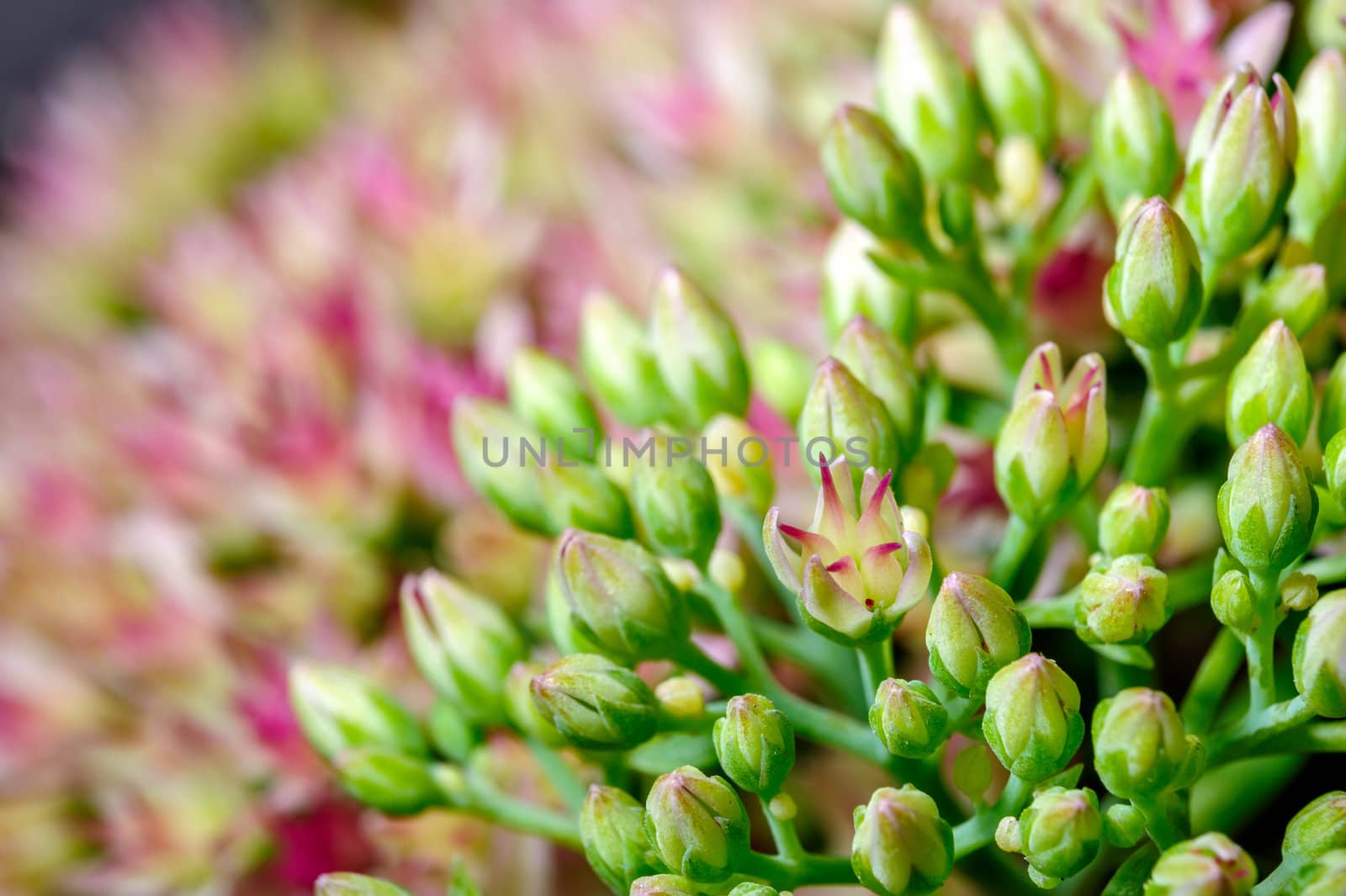 Young green flower buds