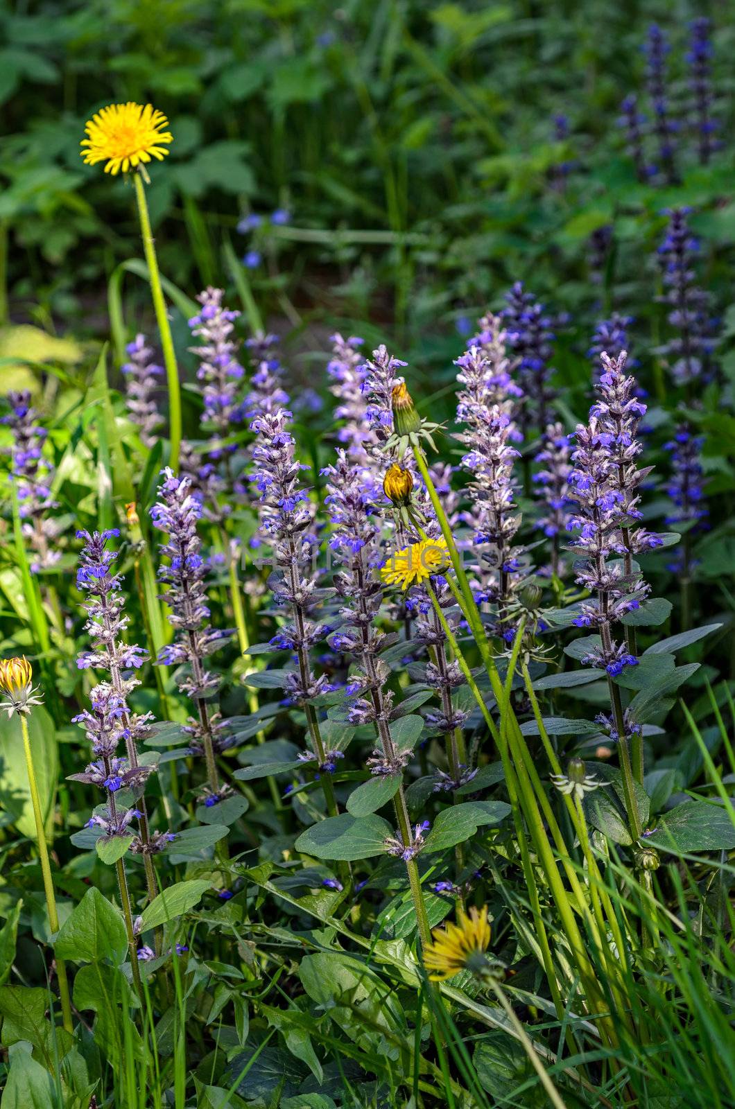 Wild meadow flowers