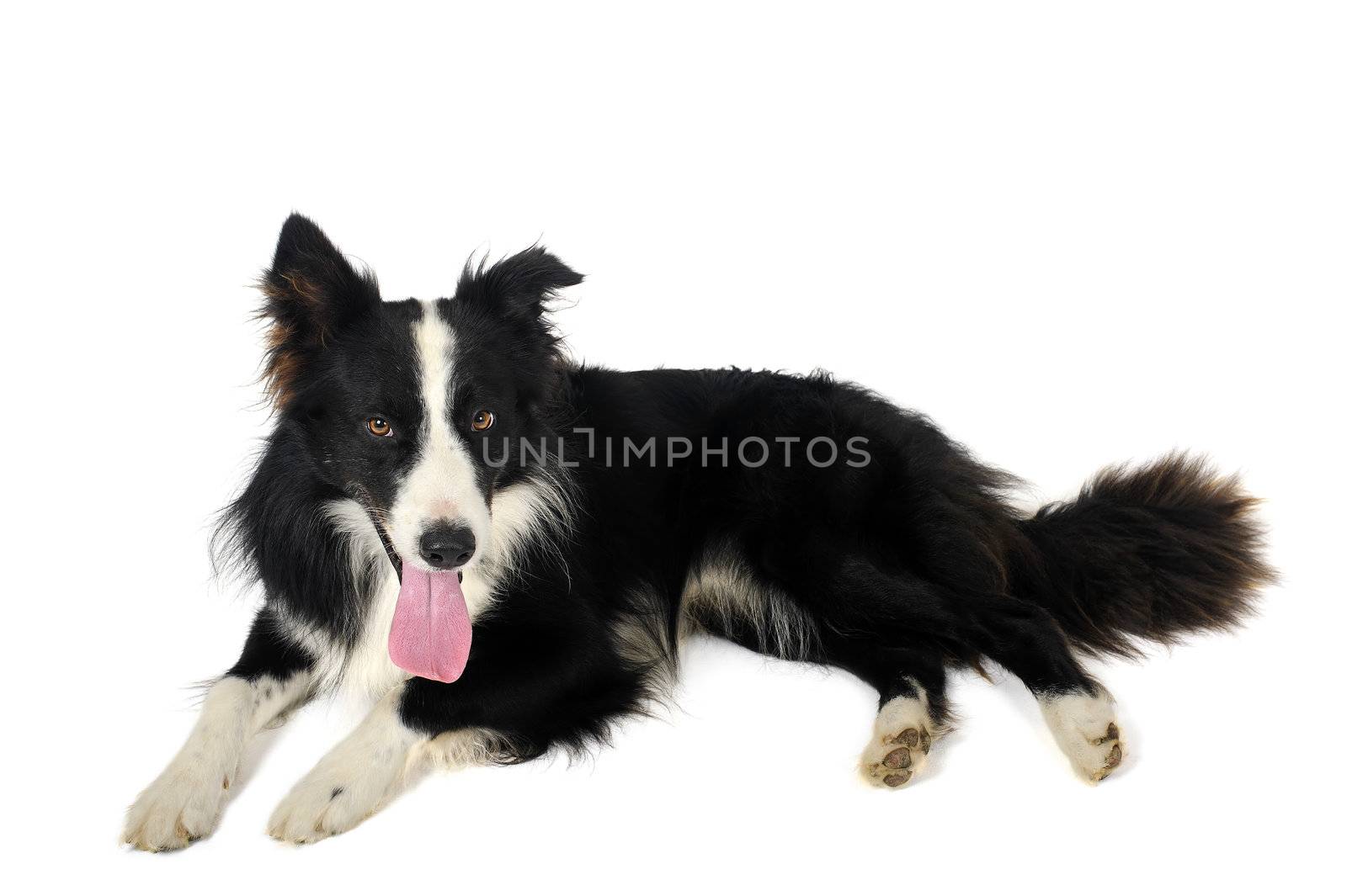 Border collie on floor by Zafi123