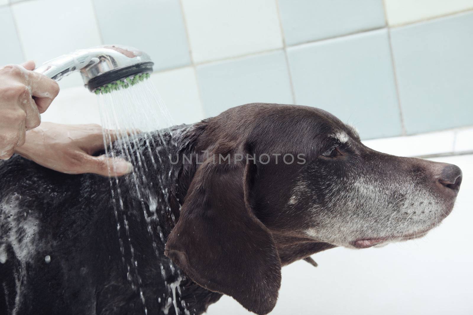 Dog washing by Novic