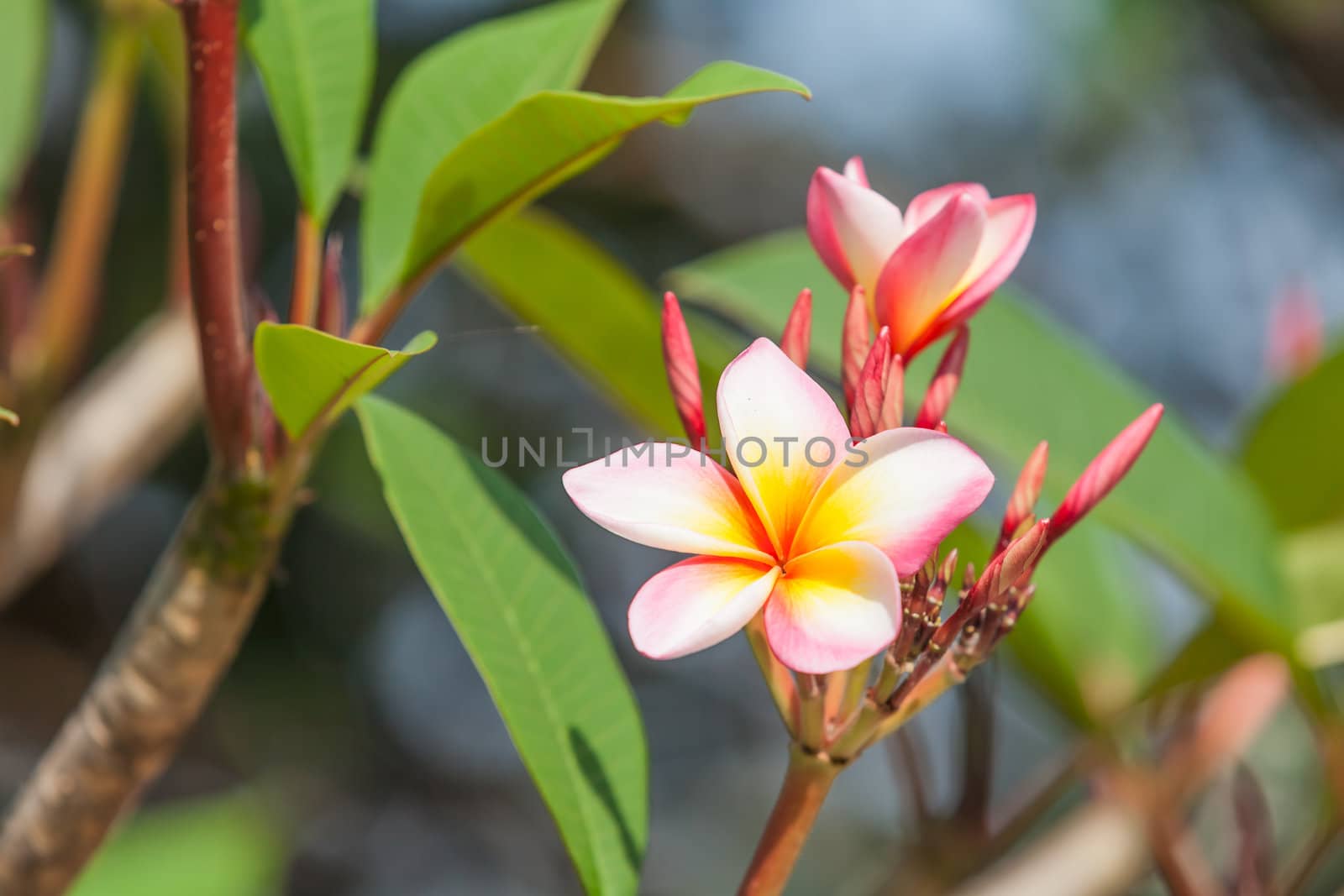 Branch of tropical flowers frangipani (plumeria), Thailand.