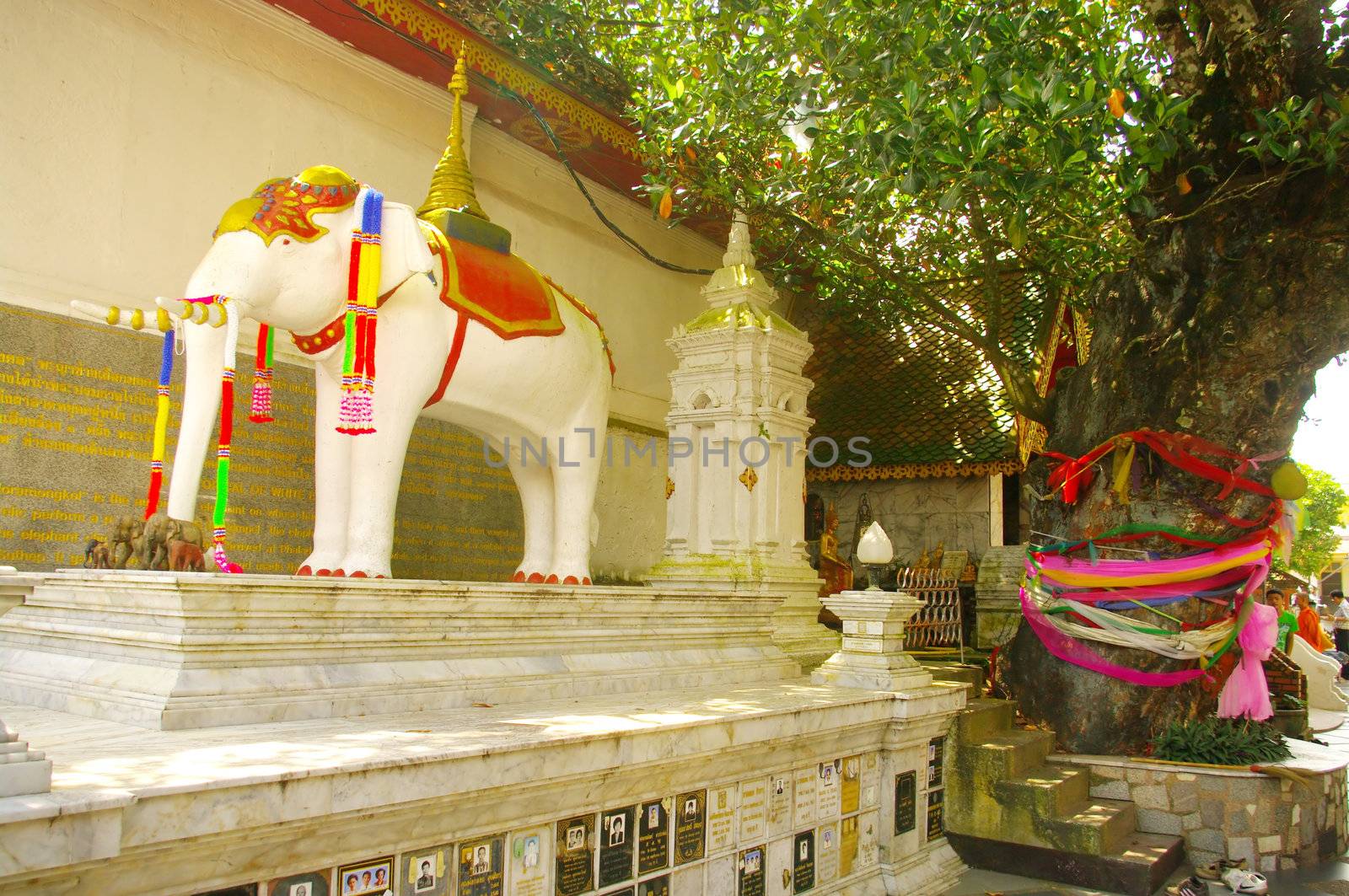 A white elephant carrying a relic of the Buddha will be released and would have climbed the hills above Chiang Mai and am dead. This was seen as a divine sign and that was the reason for the construction of the temple Wat Doi Suthep Phrathat