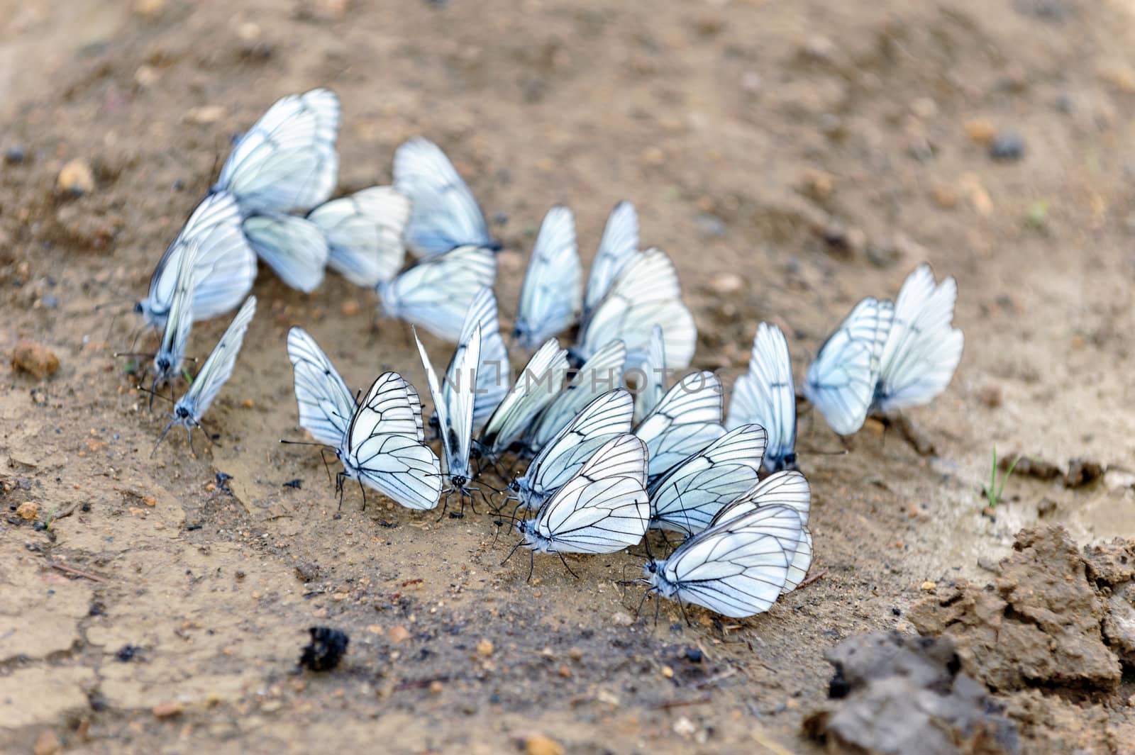 Group of butterflies sits on ground