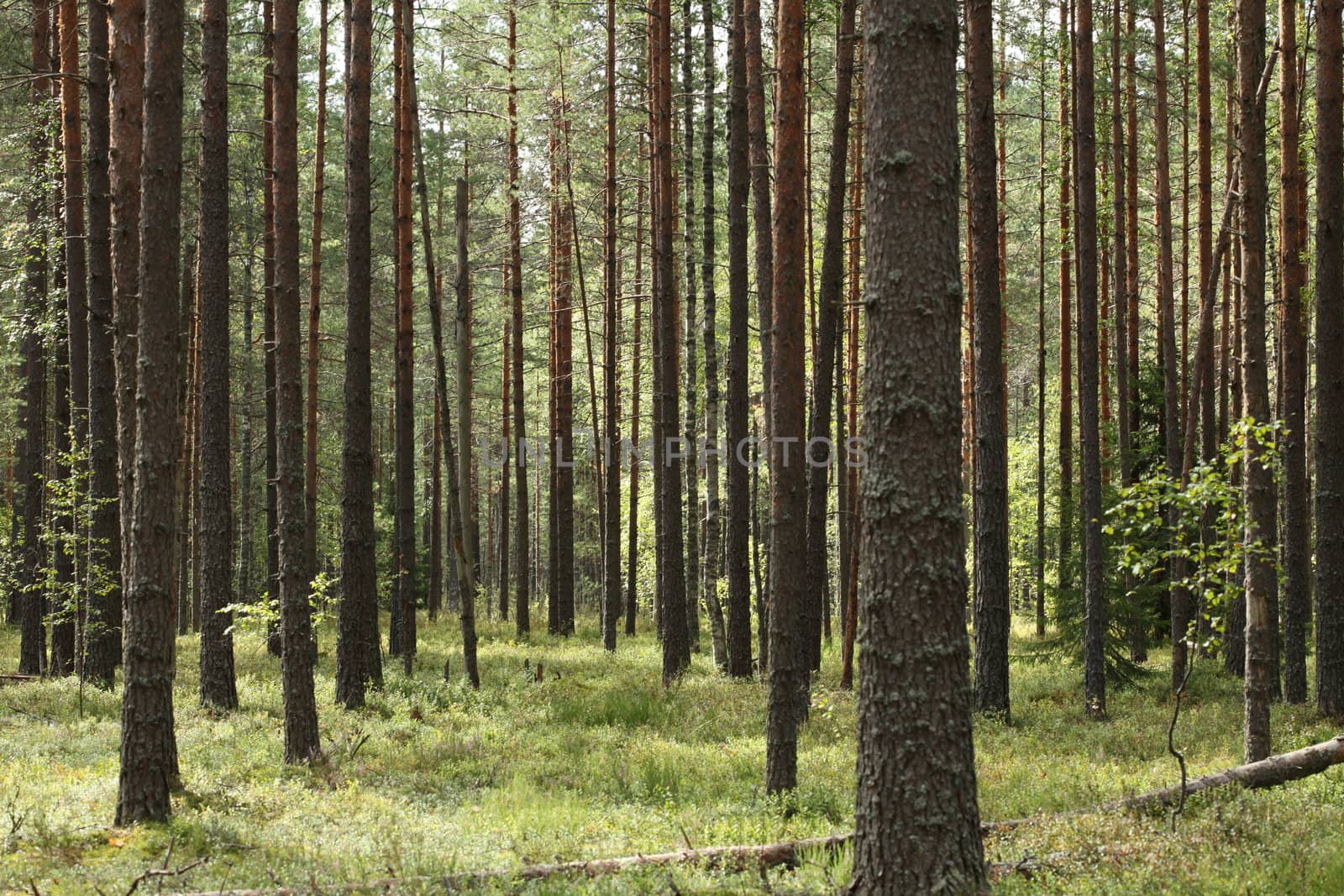 pine forest in summer day
