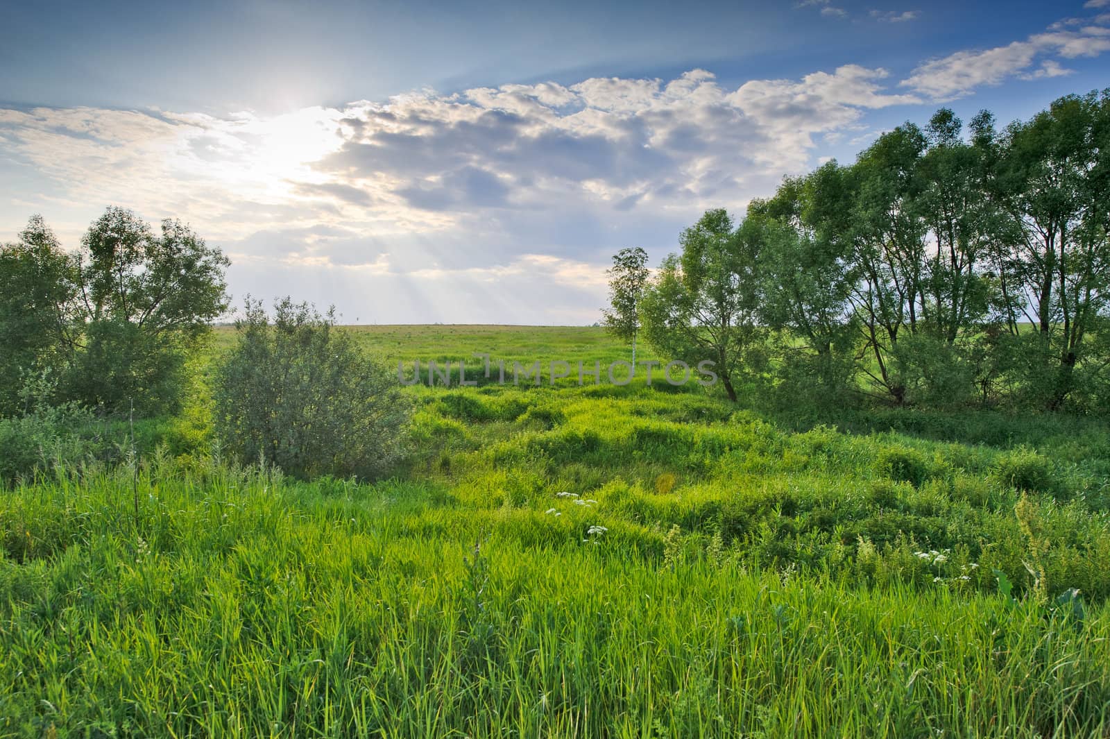 Trees on green meadow under cloudy sky