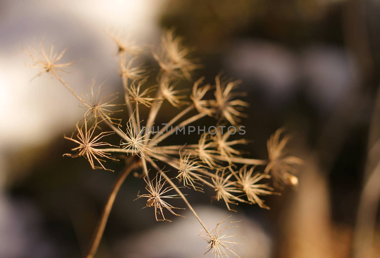Dried flower in autumn colors by anterovium