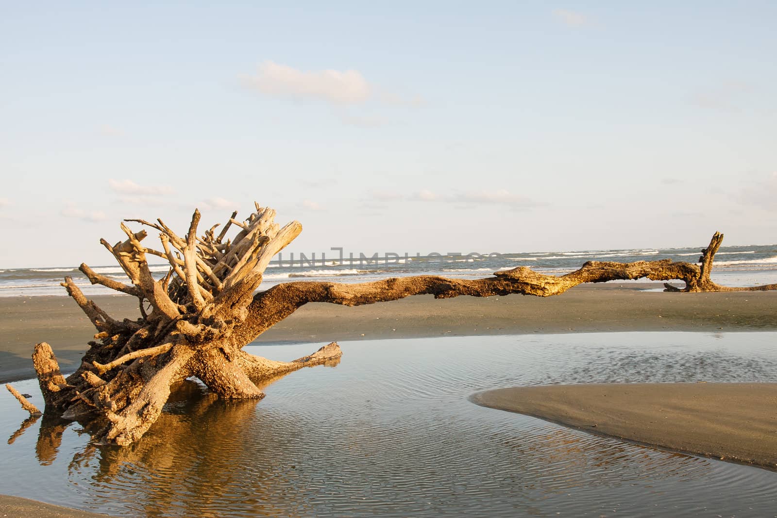 Driftwood on a deserted beach in late afternoon sun