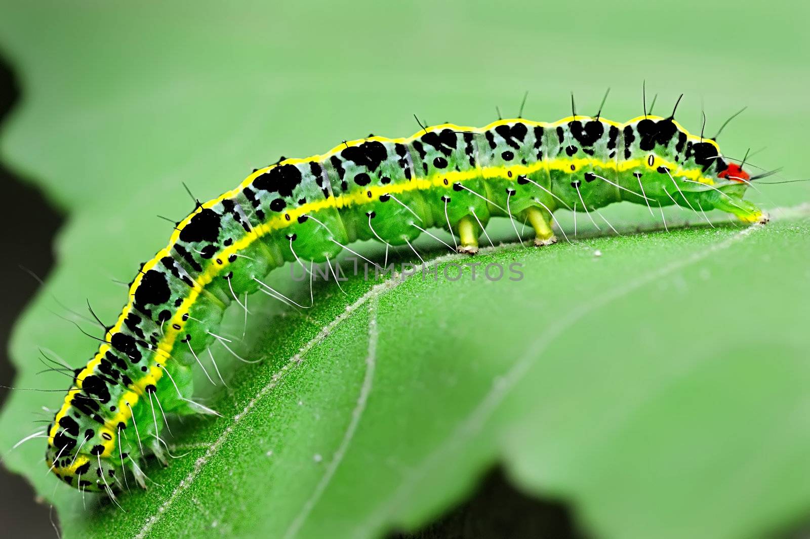 caterpillar on leaf by jackq