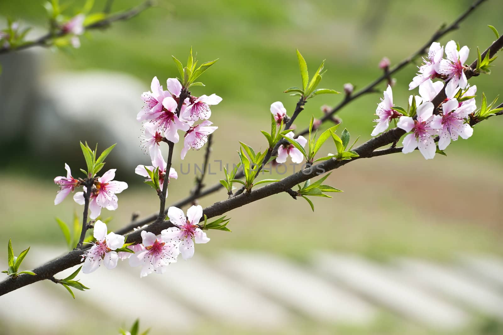 pink Peach blossom in a garden at spring