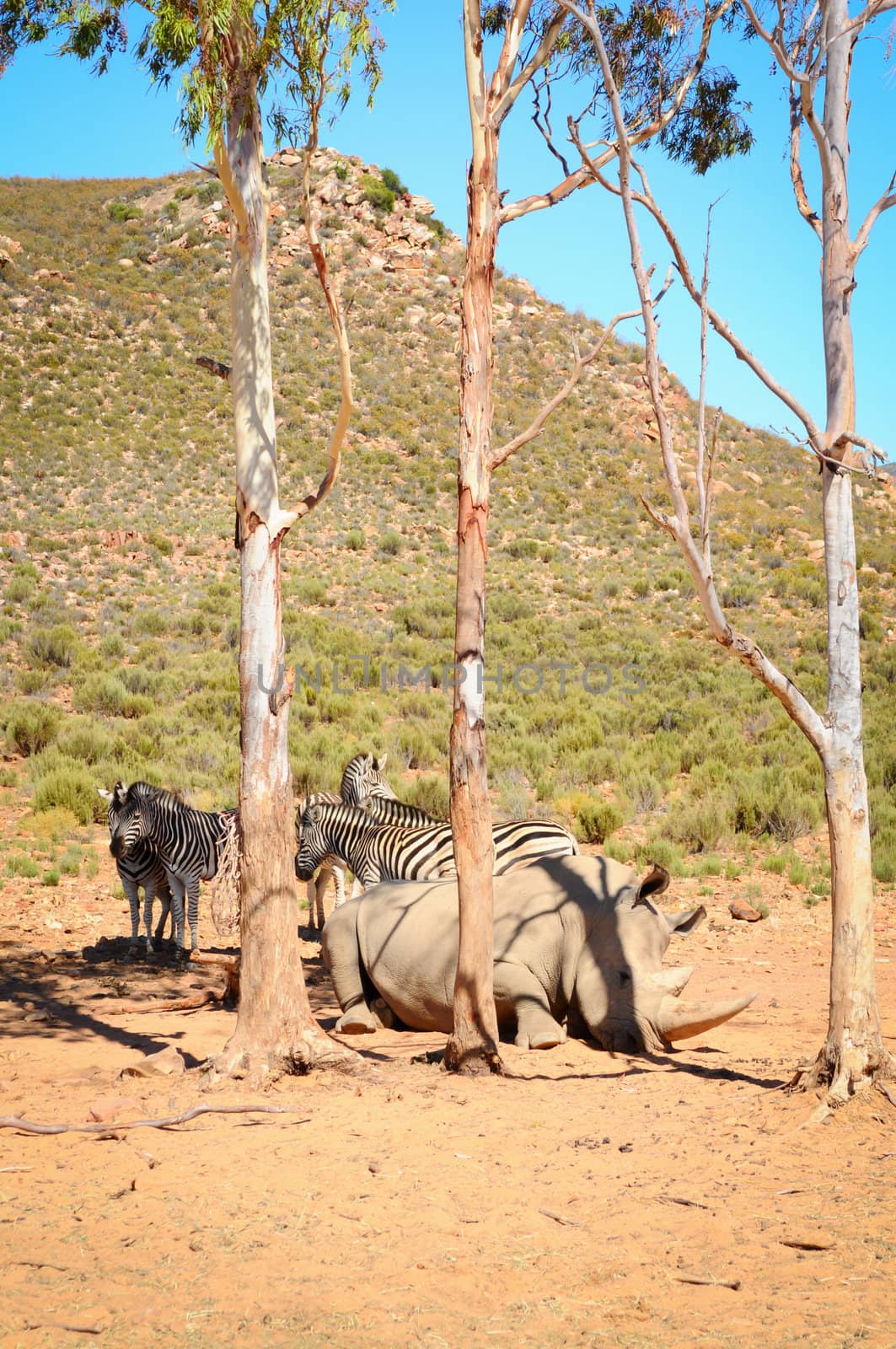 African white rhinos relax during midday heat 