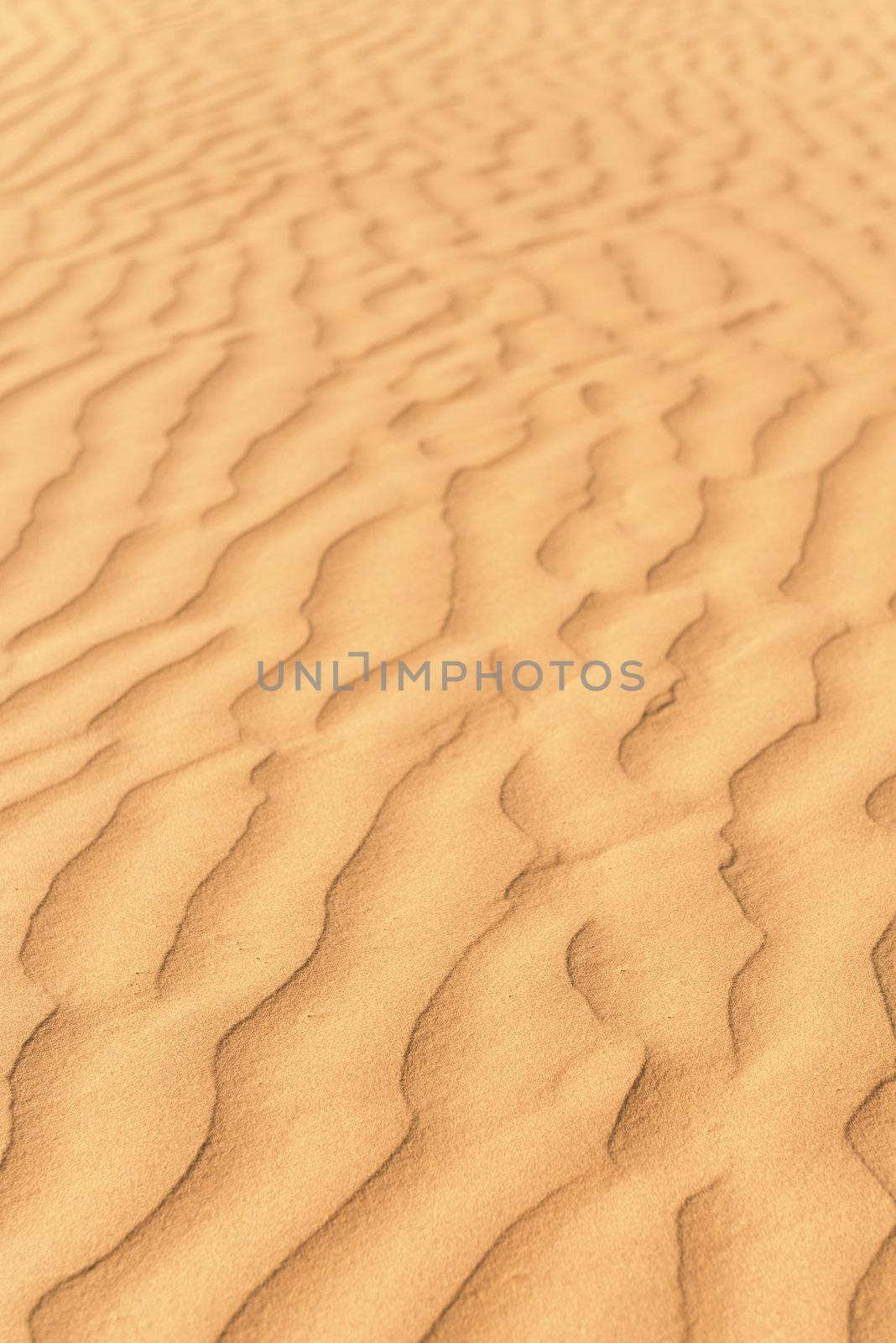 Gold dunes in great indian desert by iryna_rasko