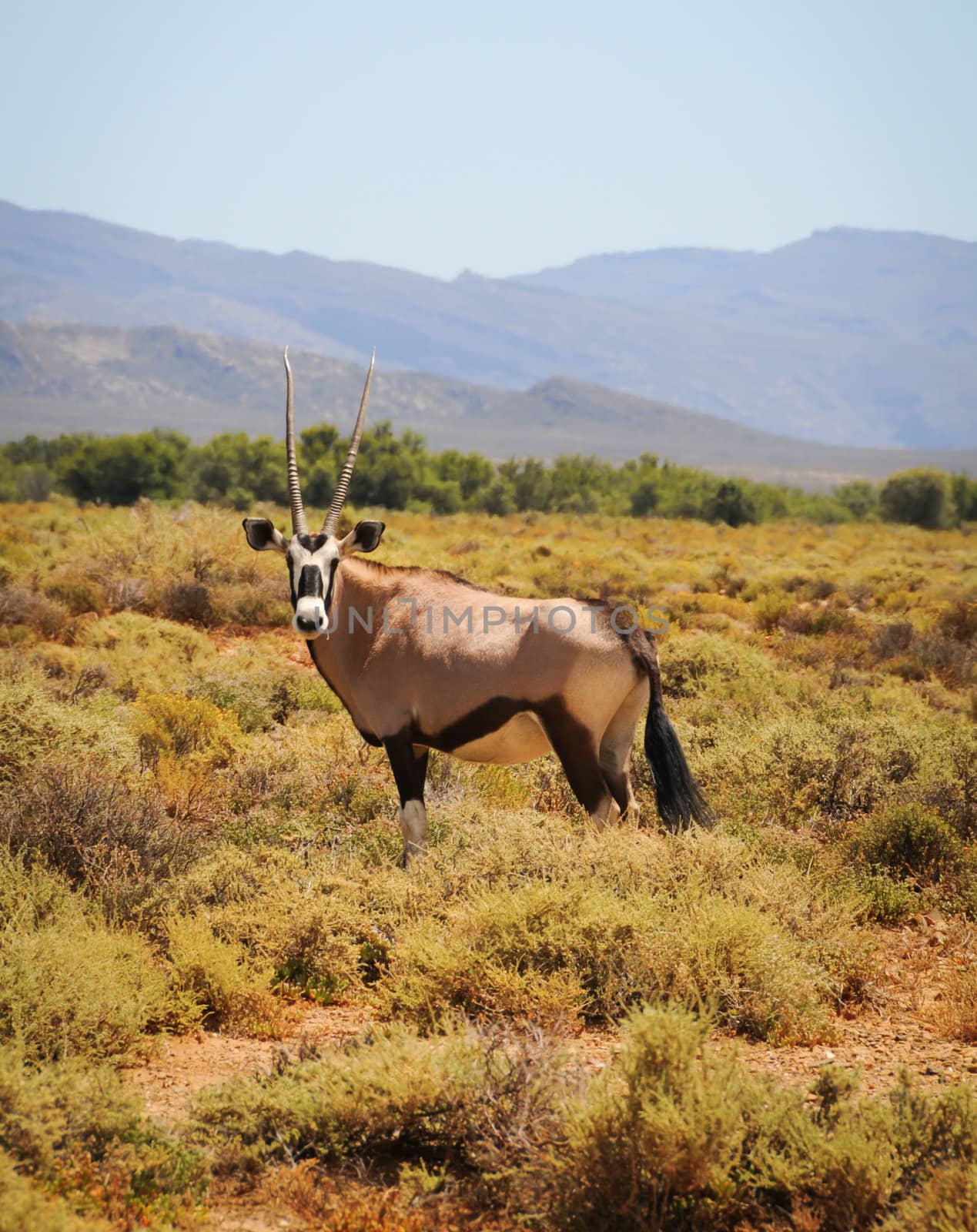 Gemsbok or gemsbuck (Oryx gazella) is a large antelope at south Africa bush