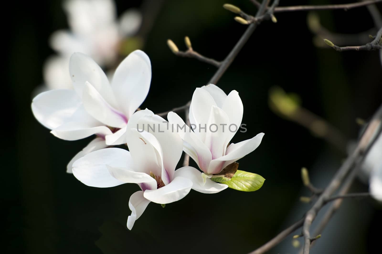 Magnolia denudata flower in a garden at spring