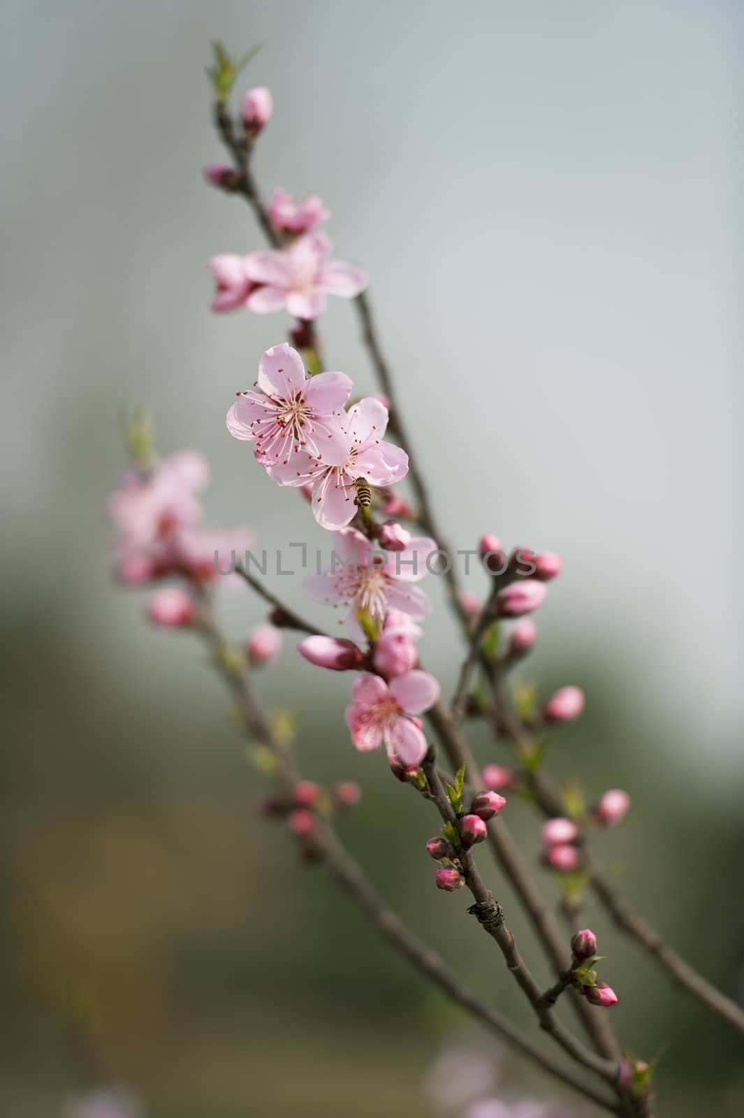 pink peach blossom by jackq