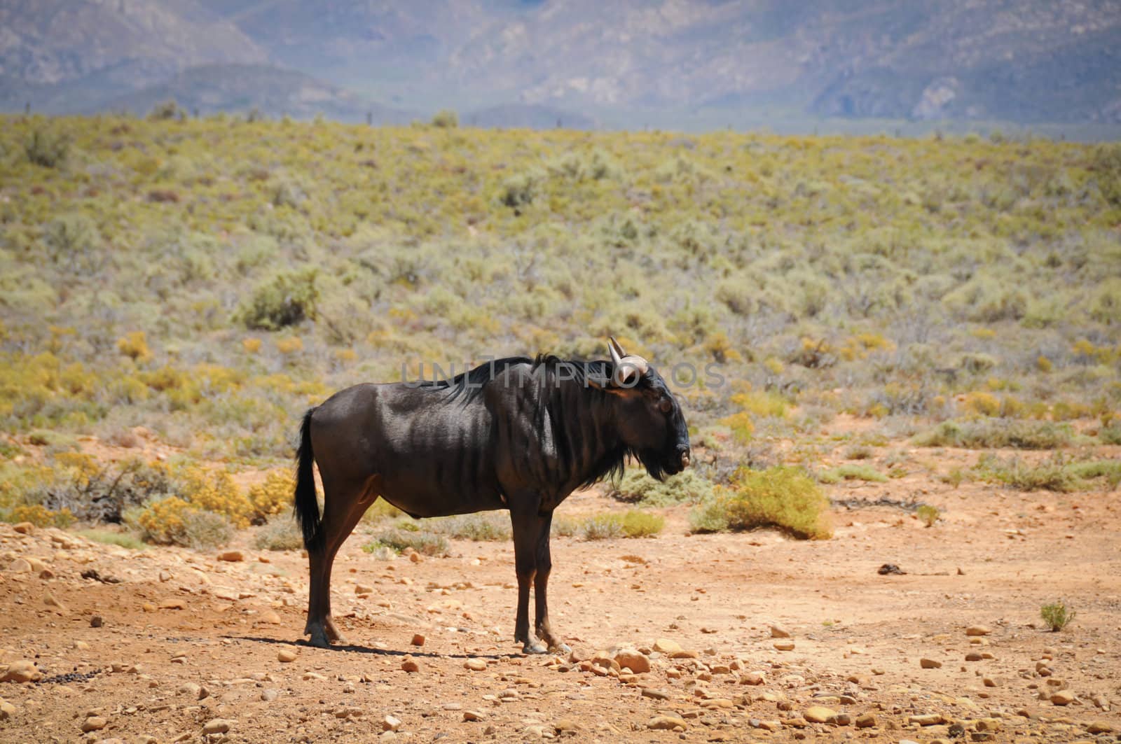 Blue wildebeest antelope in African savanna by iryna_rasko