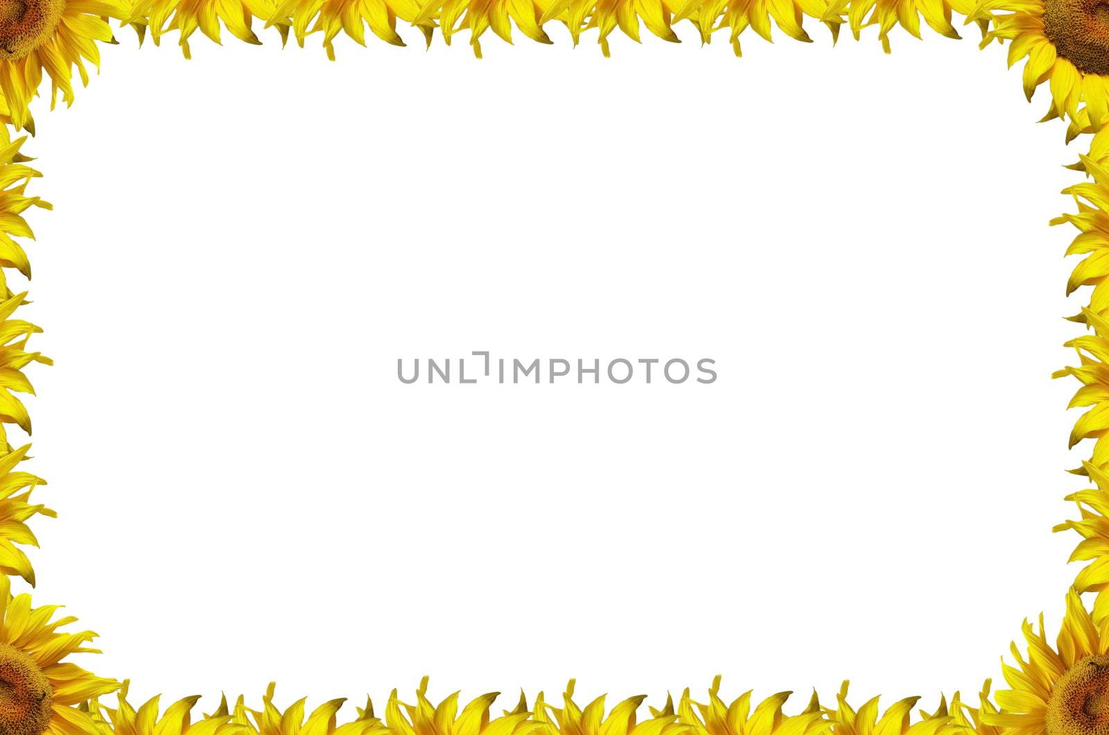 Sunflowers abstract frame
