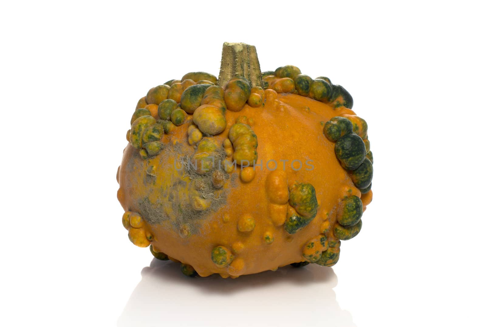One big orange green pumpkin in closeup over white background