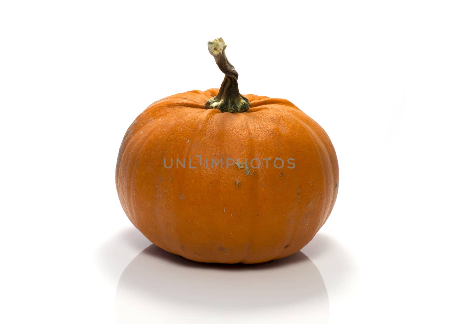One big orange pumpkin in closeup over white background