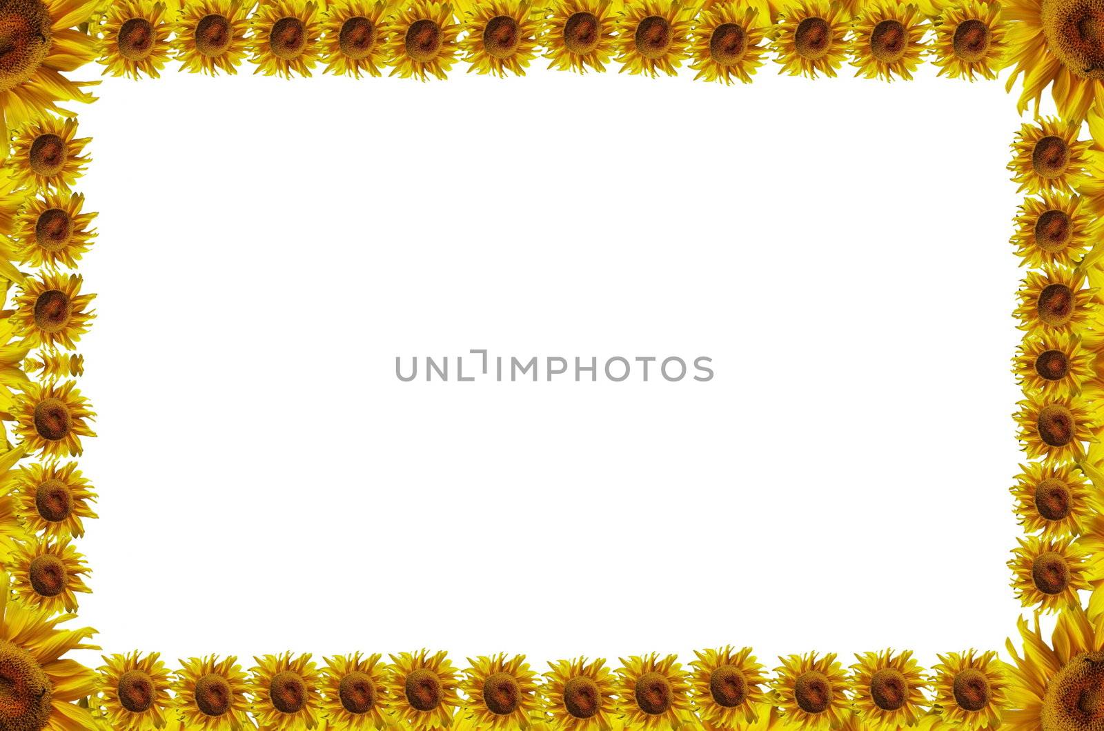 Sunflowers abstract frame