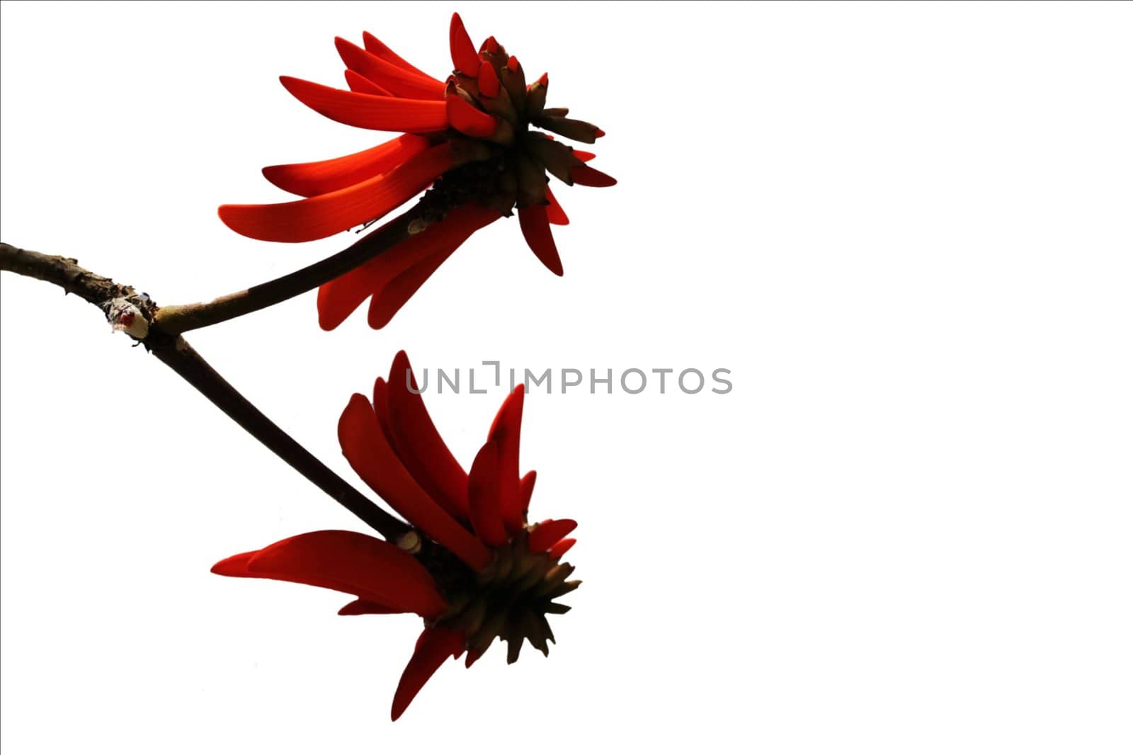 The spectacular flower of the coral tree (Erythrina Lysistemon)   isolated on white background